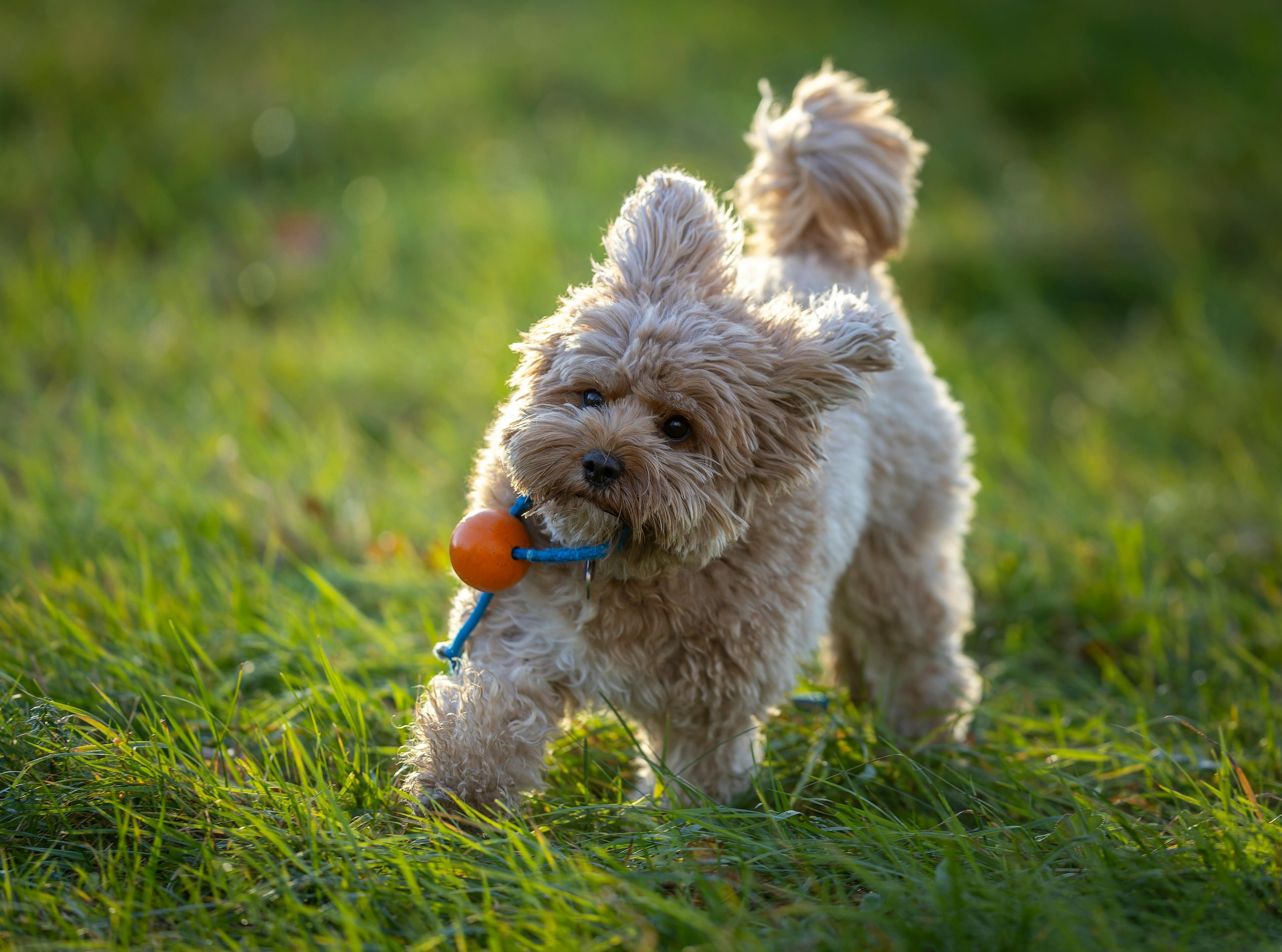 White pumi dog running on a green field 