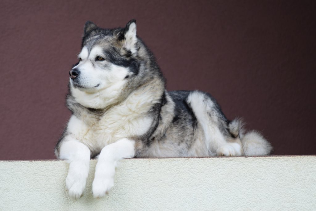 Alaskan Malamute 
