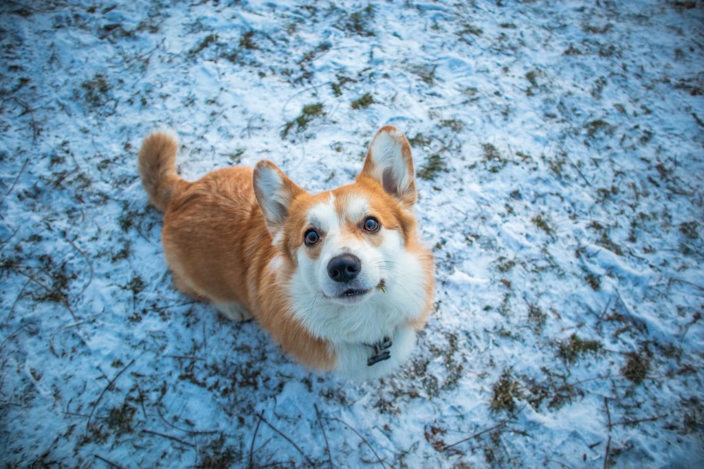 pembroke welsh corgis 