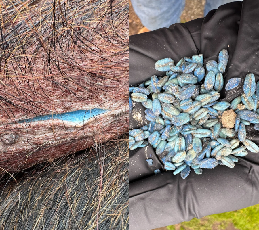 diphacinone-laced oats lead to blue pigs 