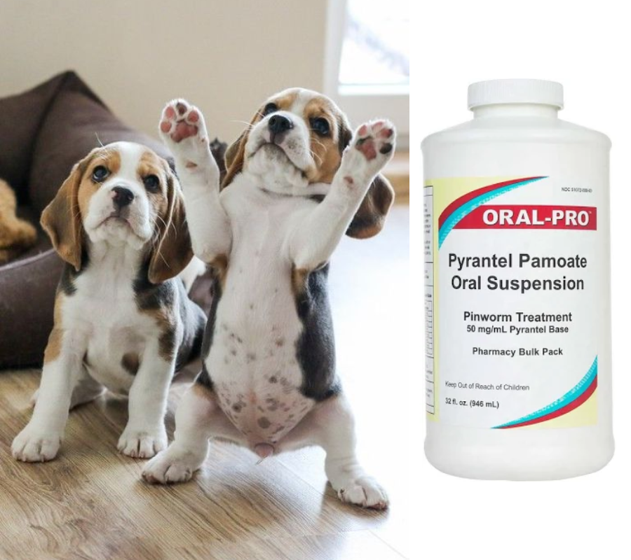 Pyrantel Pamoate for Dogs