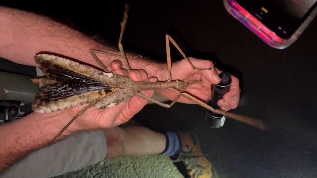 bugs of australia