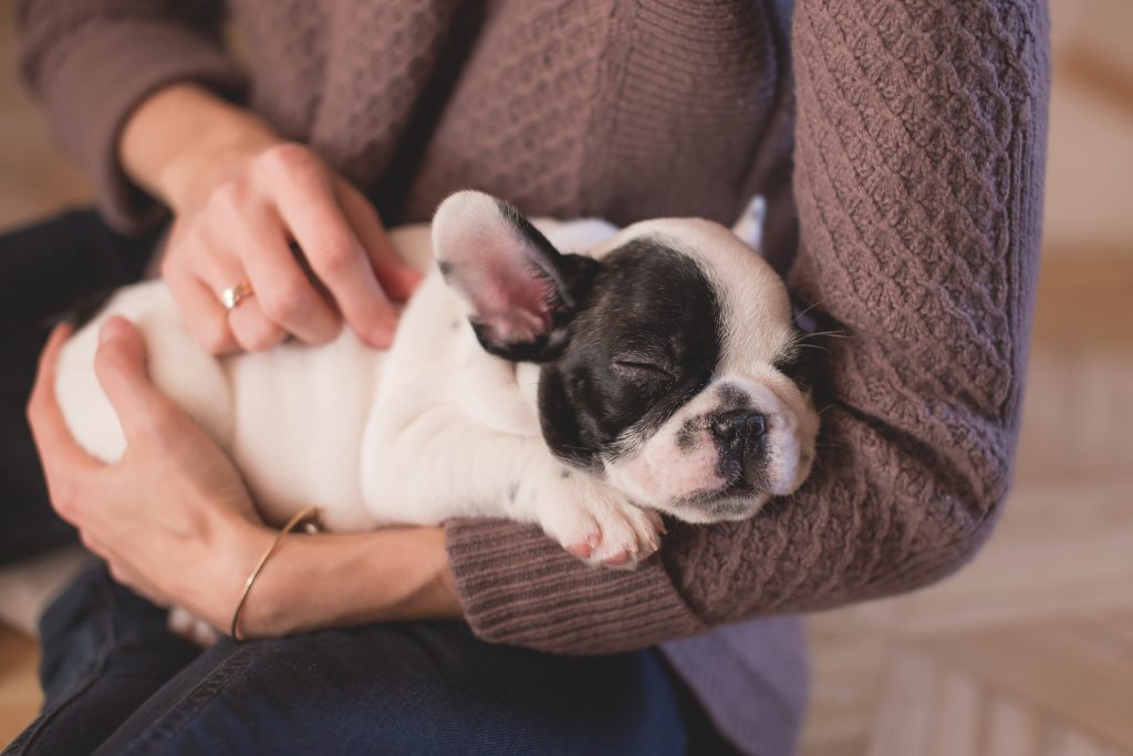 cough suppressant for dogs