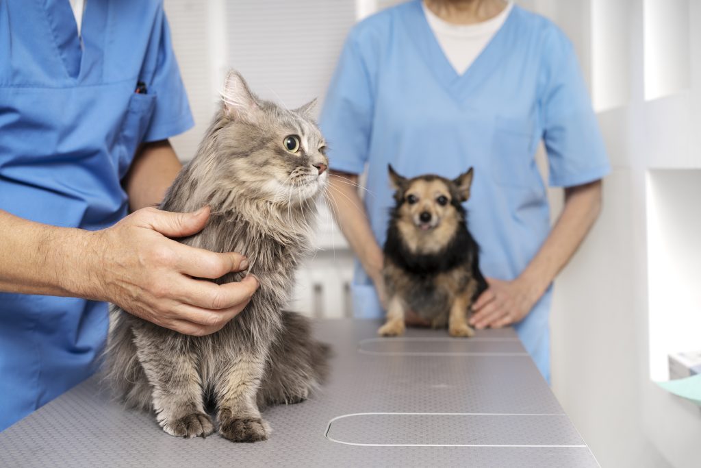 Terramycin for Dogs and Cats