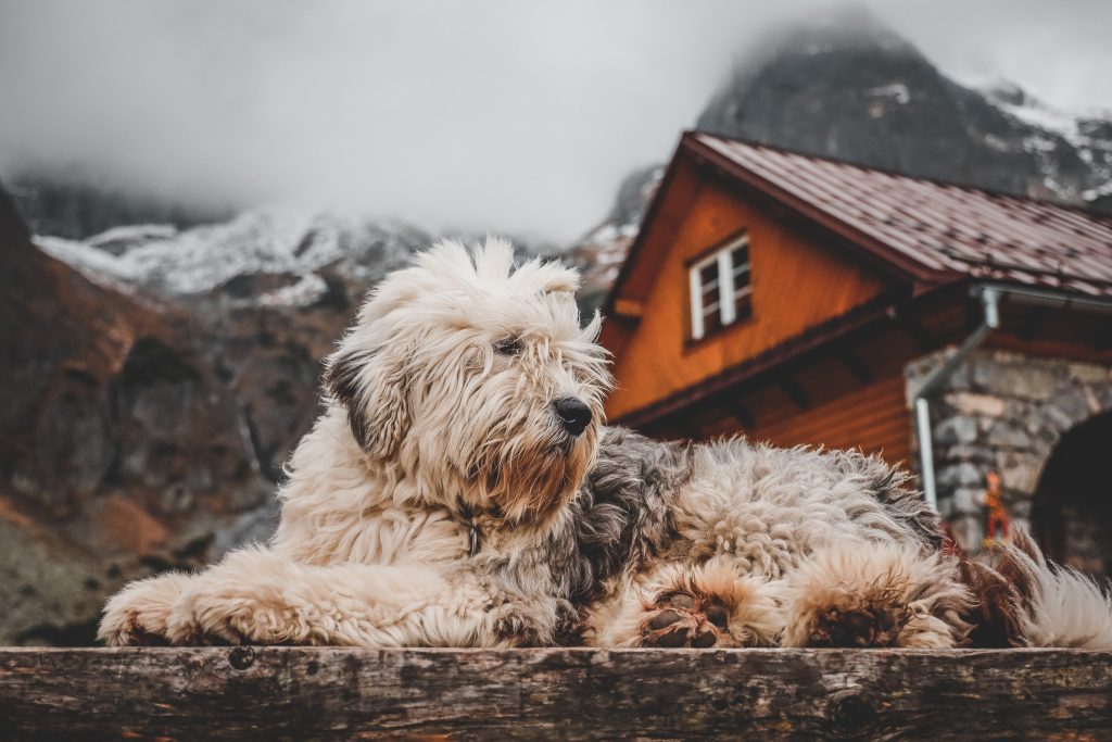 Fluffy Dog