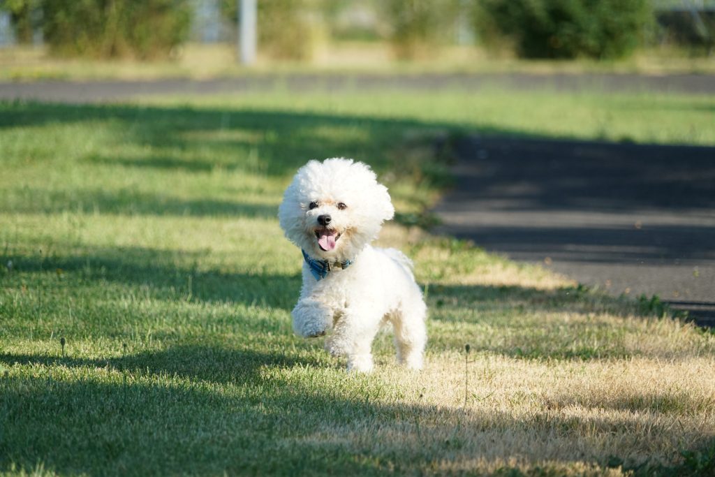 Bichon Frise 