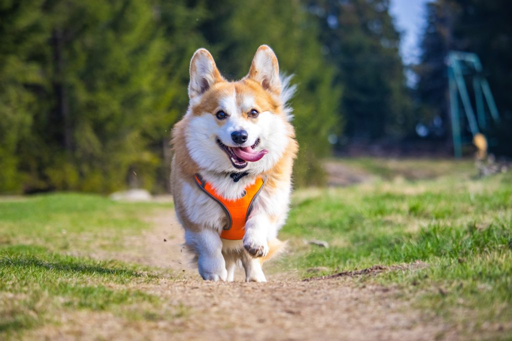  pembroke welsh corgis 