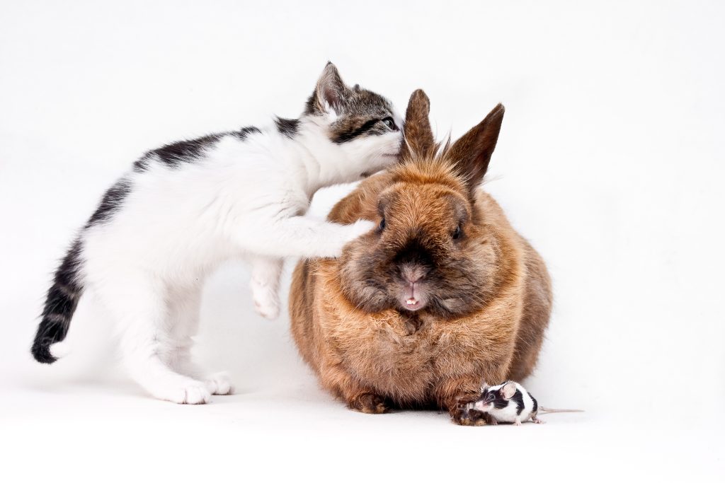 cute cat with bunny and a mouse