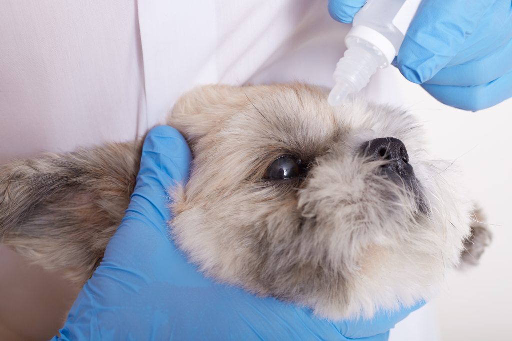 Terramycin ophthalmic ointment for dogs
