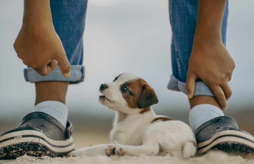 Is Terramycin Safe for puppies and kittens? 