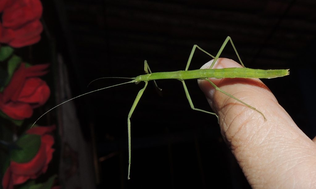 indonesian stick bug