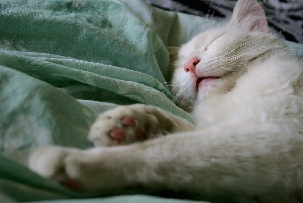 Cat sleeping peacefully 