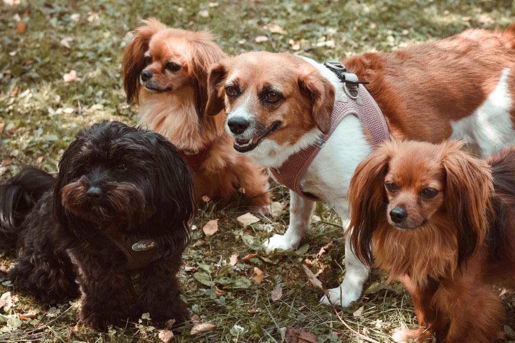 Hypoallergenic Dogs