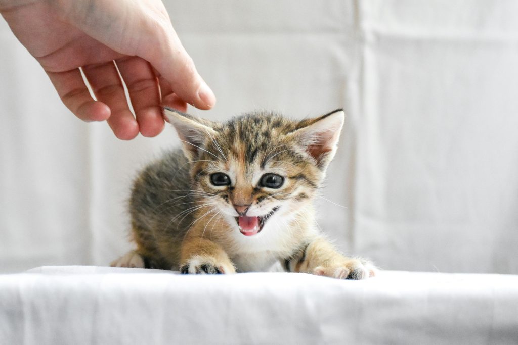 Pyrantel Pamoate for Dogs and cats