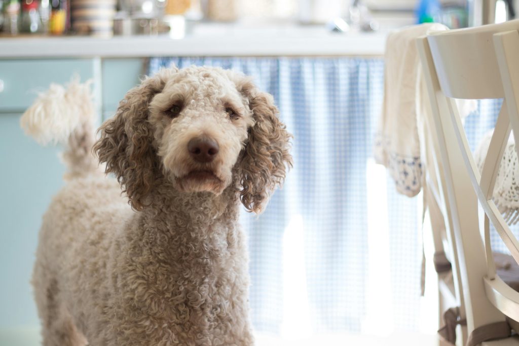 Poodle care
