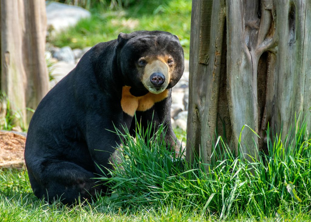 Sun bear 