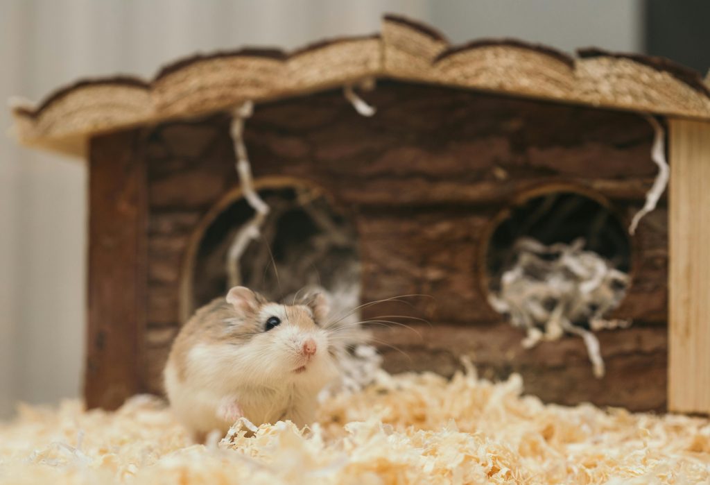 hamster care