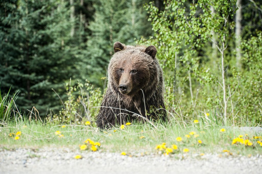 does bear have a tail