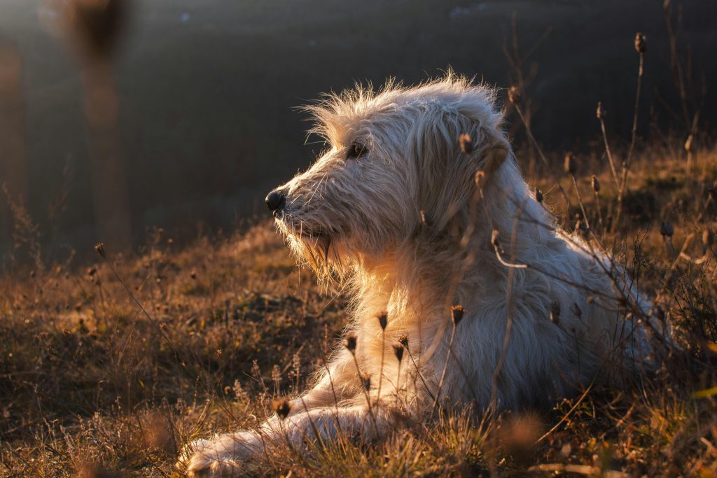 Soft-Coated Wheaten Terrier