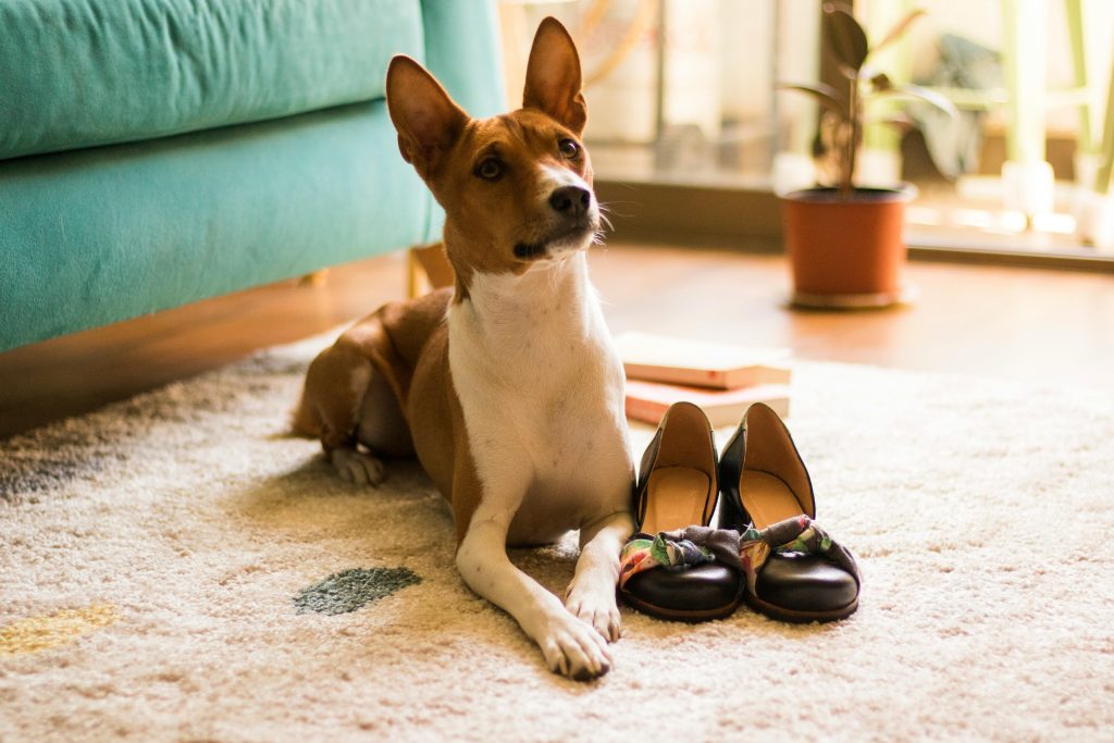 Basenji dog breed