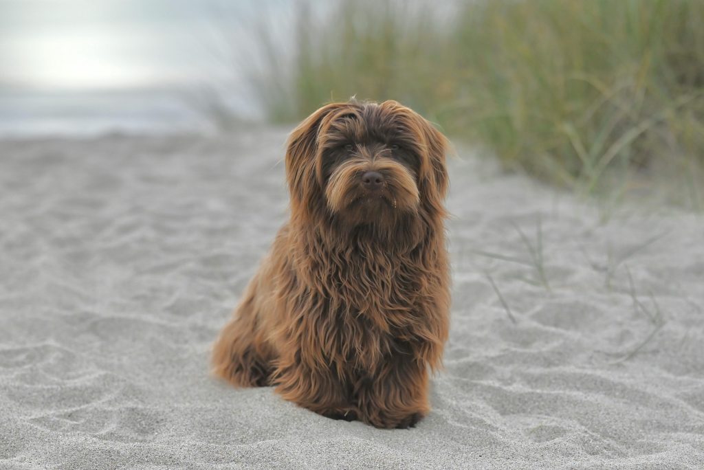 Havanese national dog of Cuba
