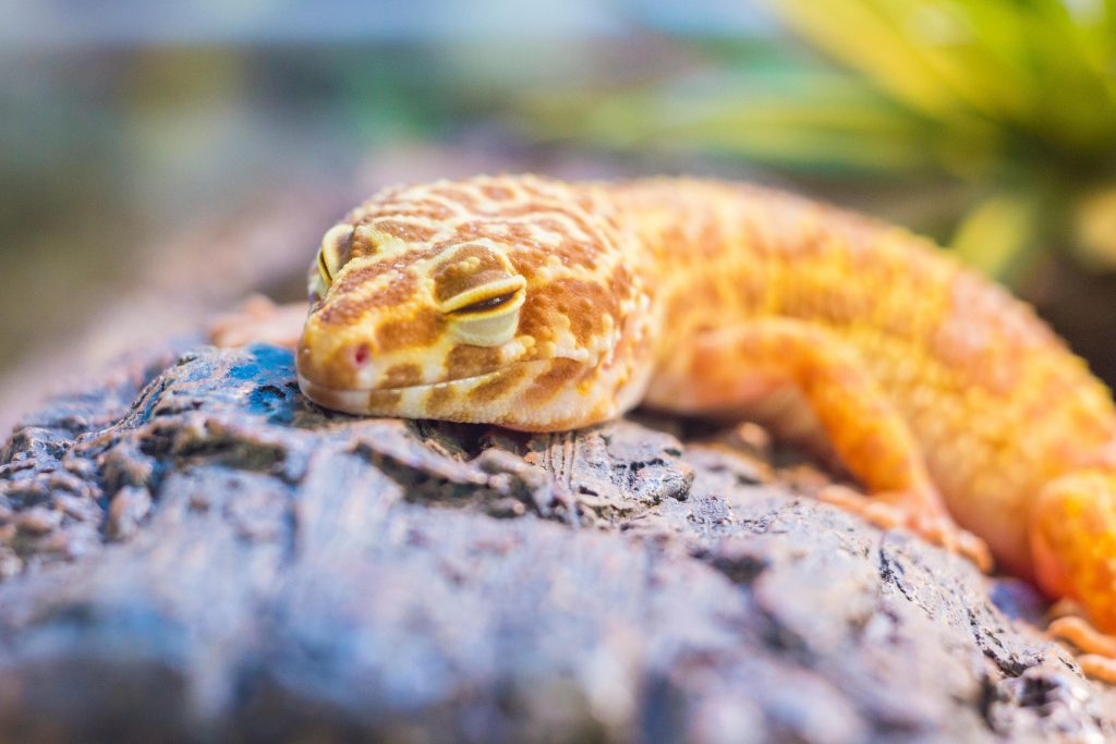 Leopard Gecko care