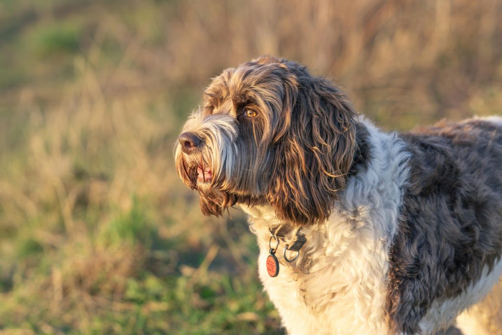 Portuguese Water Dog breed