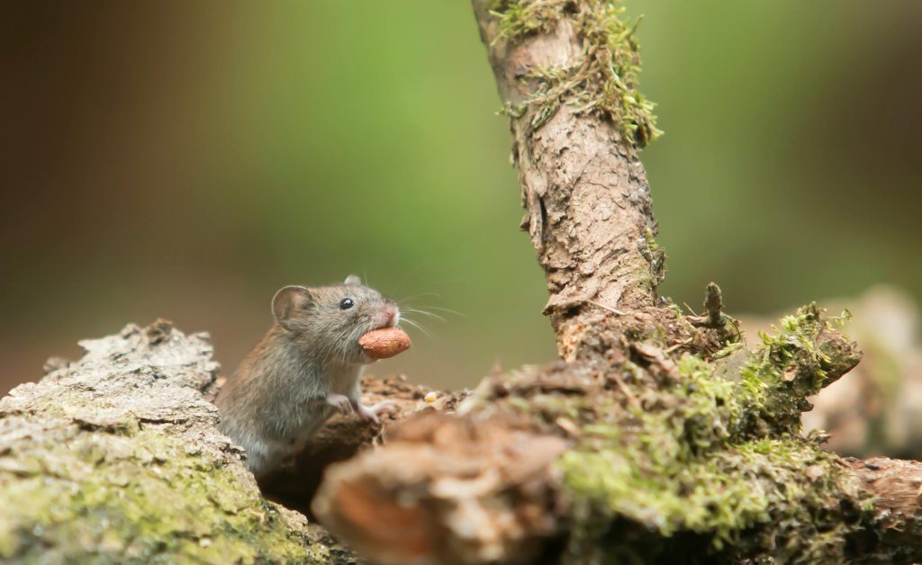 Will my pet mouse disturb me at night? 