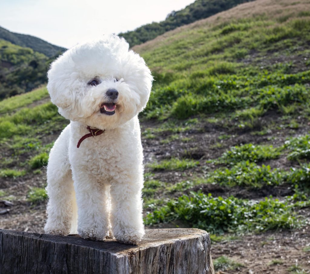 Bichon Frisé dog breed