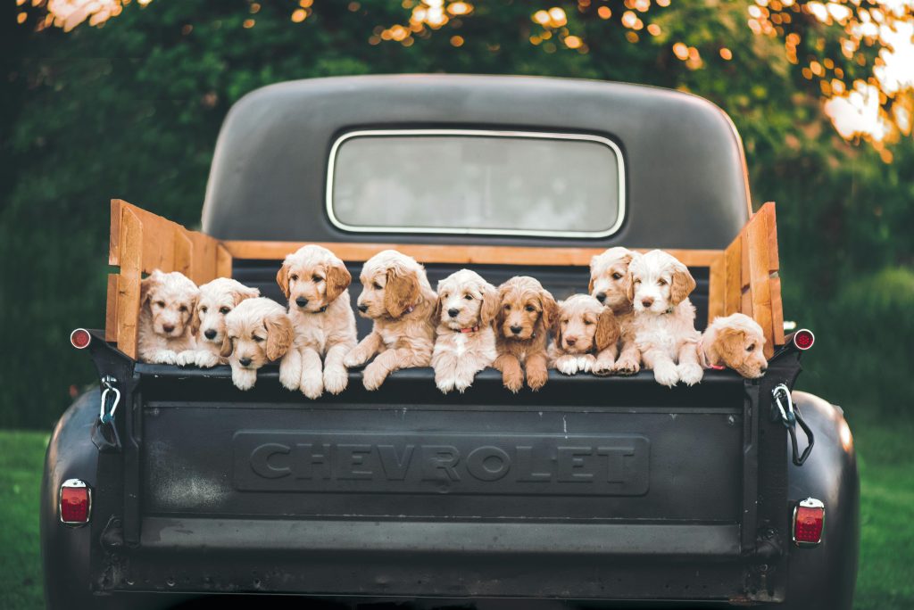 Labradoodle (Poodle Mix) puppies
