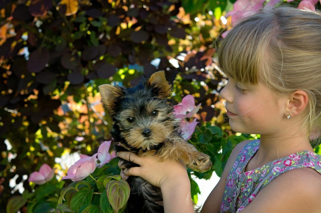 Yorkshire Terrier 
