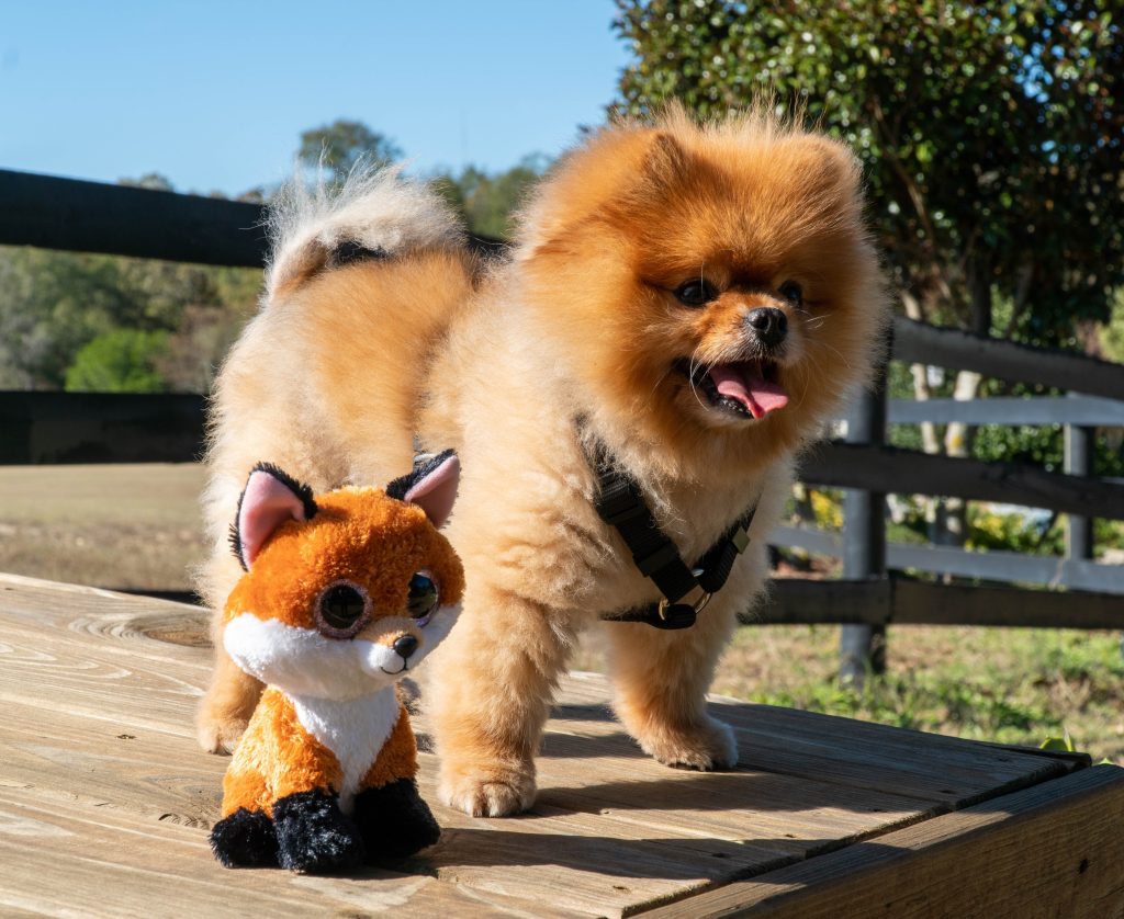 Pomeranian