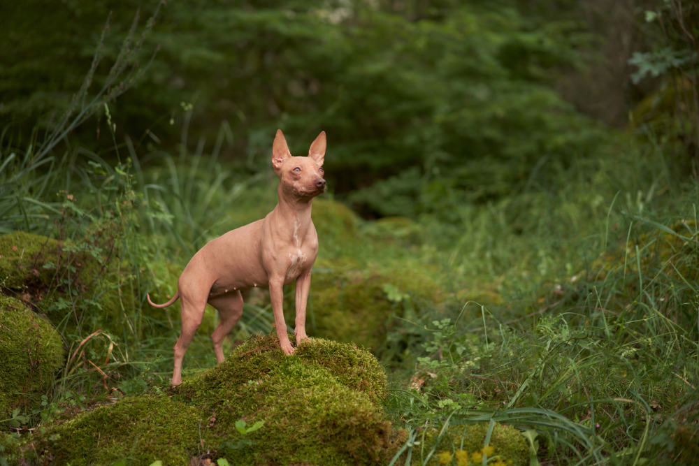 portrait of a hairless dog in the green forest. American Hairless Terrier outdoors, in nature.