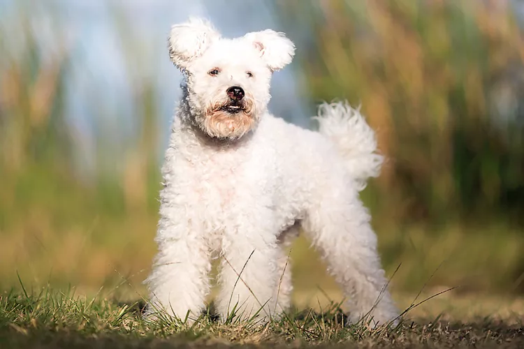 white pumi
