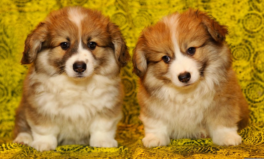 Pembroke Welsh corgis puppies