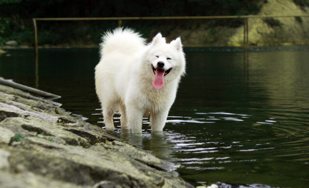 Samoyed the smiling dog
