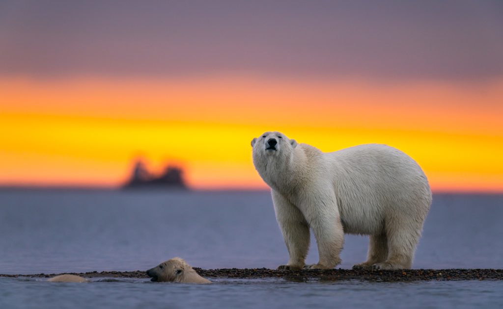 polar bear at sunset