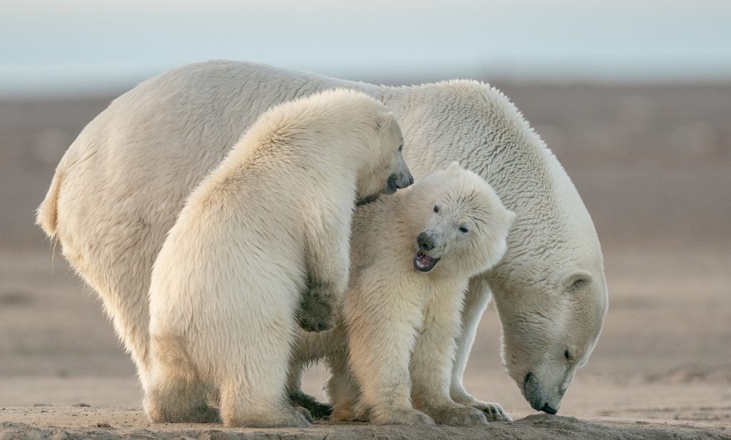 Polar bear with cubs 