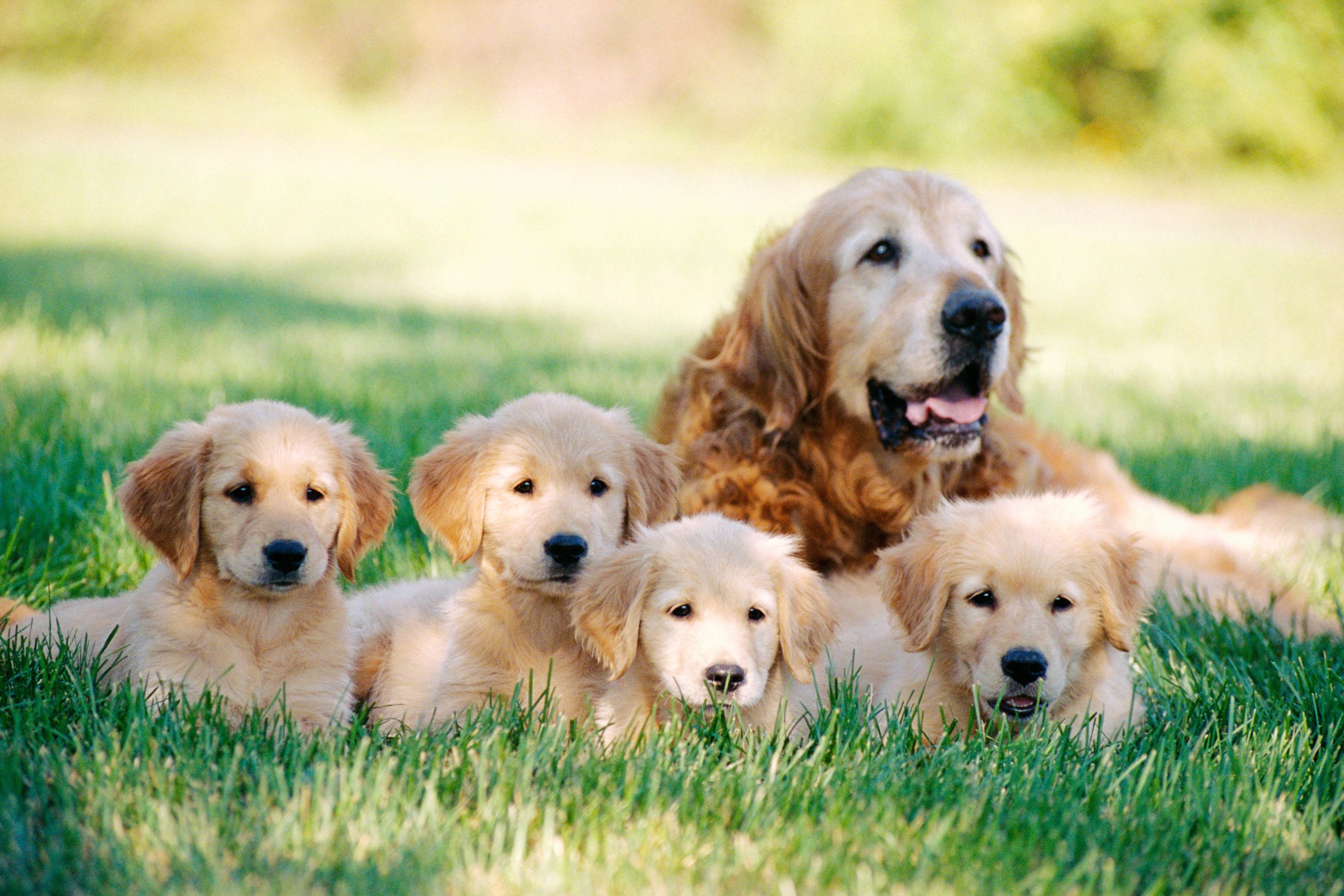 A golden retriever and puppies sit together on the grass, enjoying a sunny day outdoors.