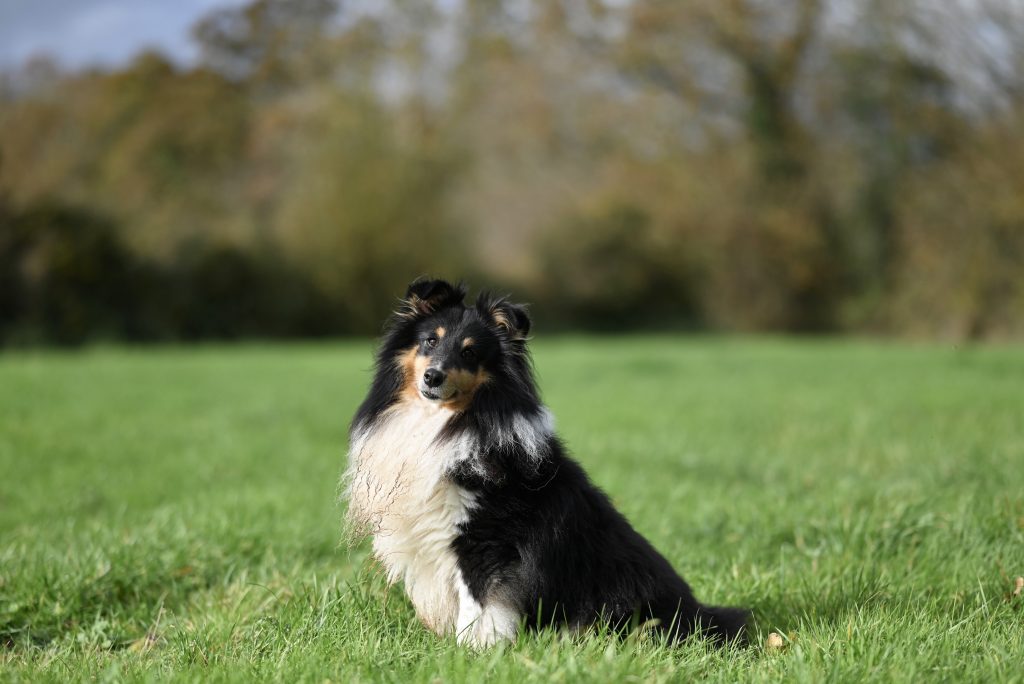 Collie
