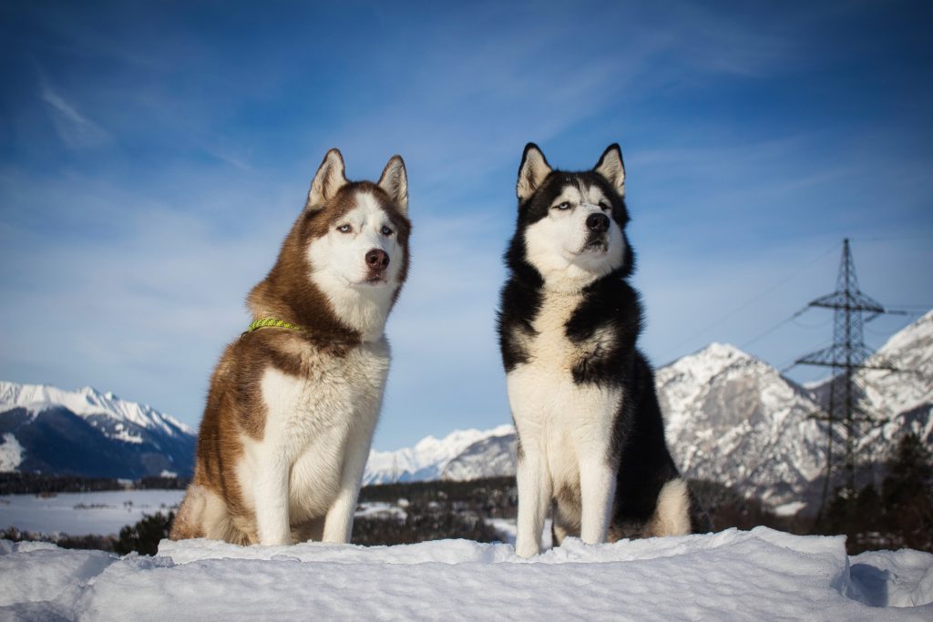 Siberian Husky 