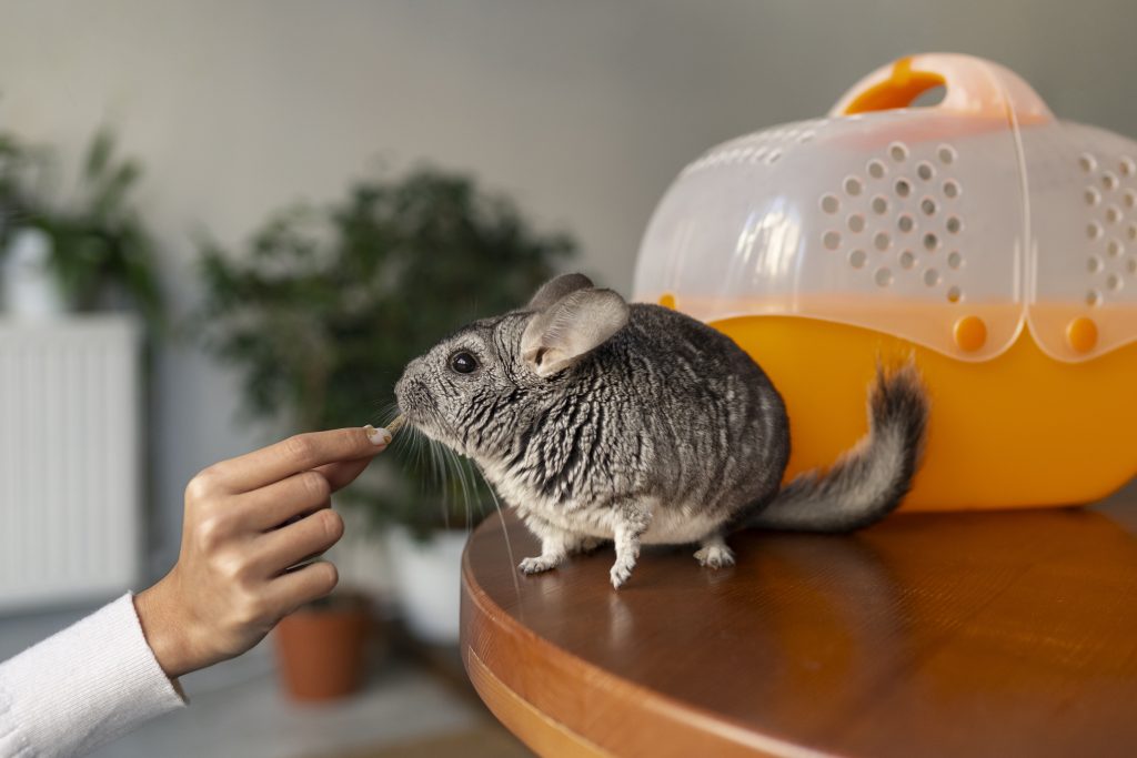Chinchilla care