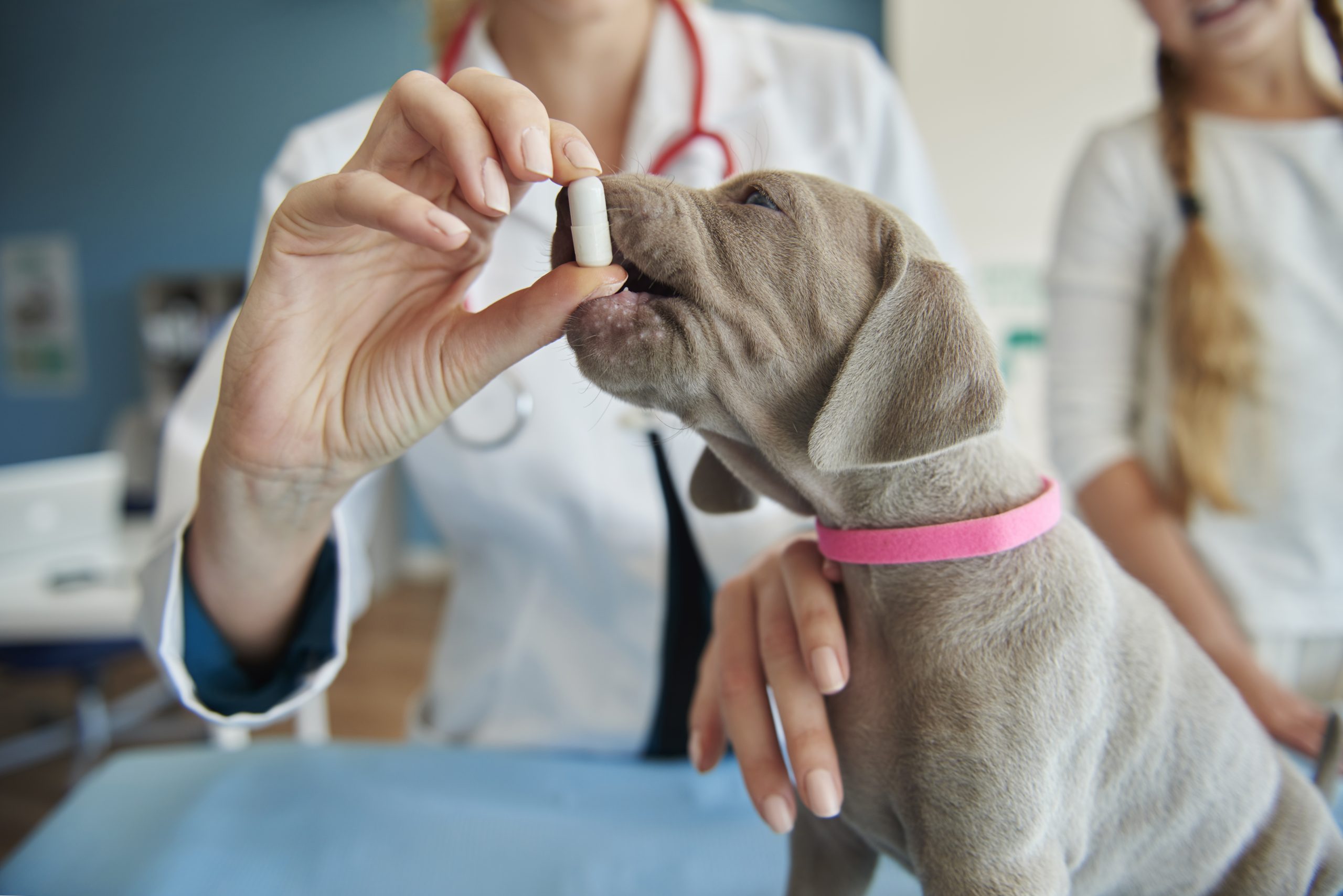 Deworming dogs and cats
