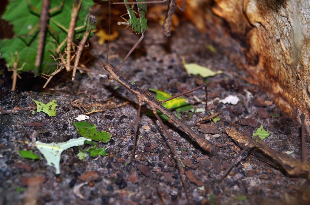 stickbug