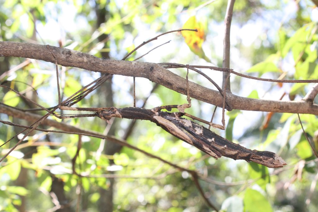 insect bug