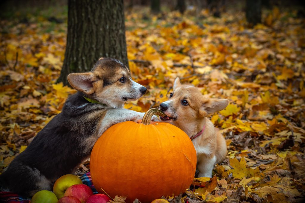 breeding pembroke welsh corgis 