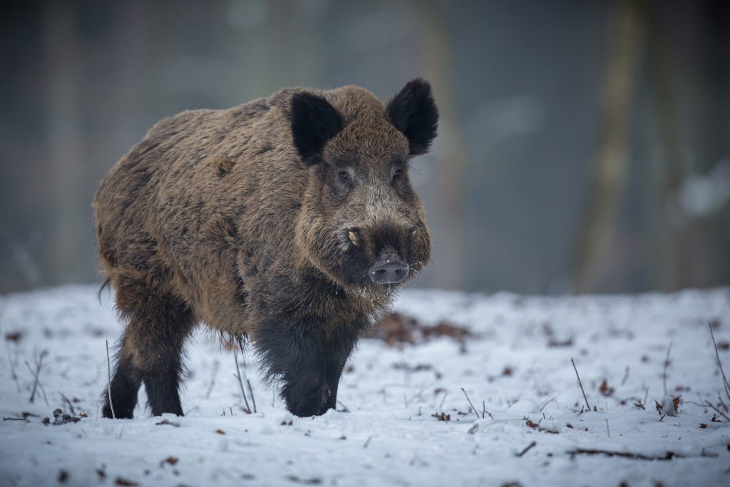 pigs in blue,
