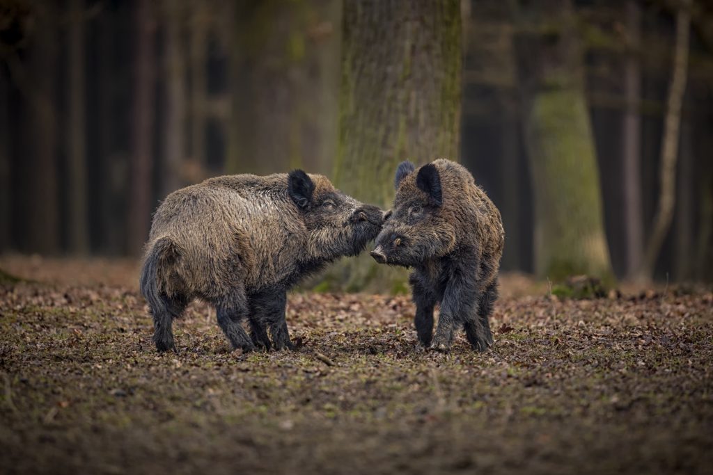blue pig.