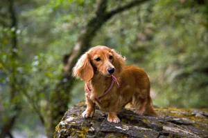 Dachshund Long Haired