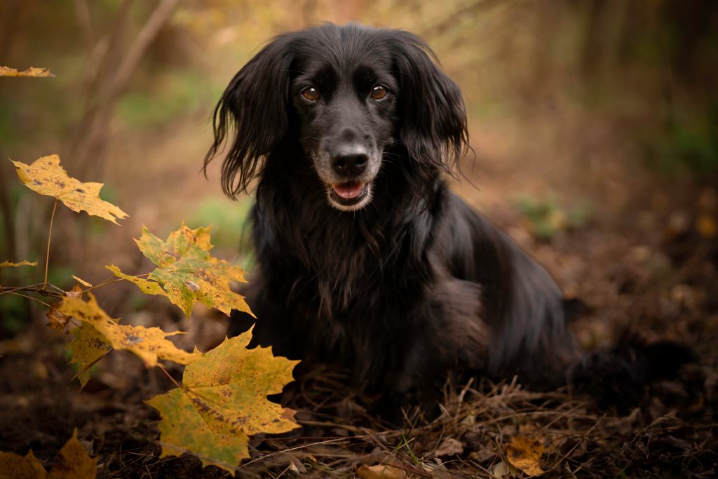 long-haired dachshund
